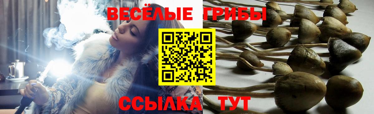 Галлюциногенные грибы Magic Shrooms  Вход с VPN  цены   Дзержинск  Псилоцибиновые грибы GOLDEN TEACHER 